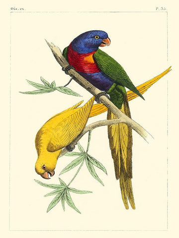 Small Lemaire Parrots IV White Modern Wood Framed Art Print with Double Matting by Lemaire, C.L.