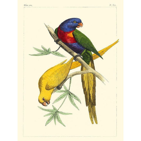 Small Lemaire Parrots IV Black Modern Wood Framed Art Print by Lemaire, C.L.