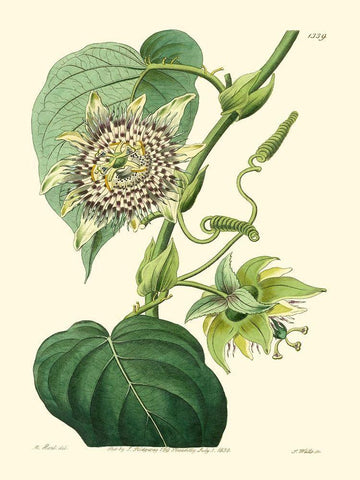 Small Antique Passion Flower I White Modern Wood Framed Art Print with Double Matting by Hart, M.