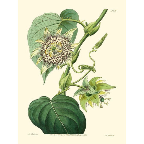 Small Antique Passion Flower I Black Modern Wood Framed Art Print by Hart, M.