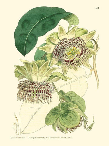 Small Antique Passion Flower II Black Ornate Wood Framed Art Print with Double Matting by Hart, M.
