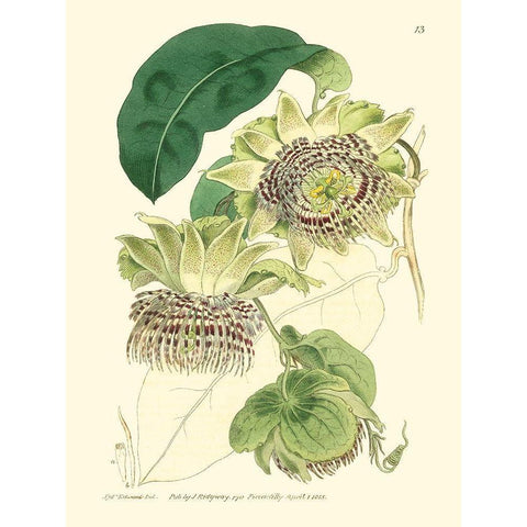 Small Antique Passion Flower II Gold Ornate Wood Framed Art Print with Double Matting by Hart, M.
