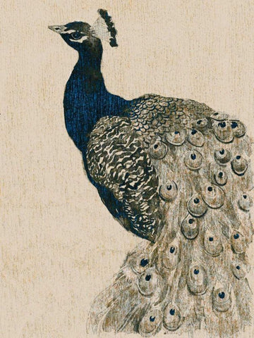 Textured Peacock II Black Ornate Wood Framed Art Print with Double Matting by Popp, Grace