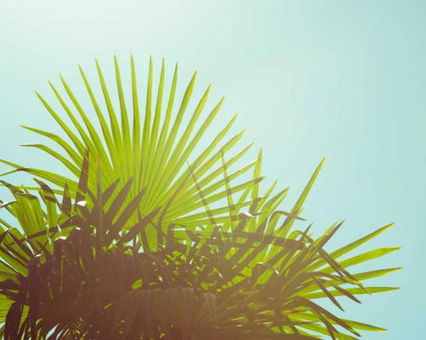 Sunny Palms I White Modern Wood Framed Art Print with Double Matting by Quintero, Sonja