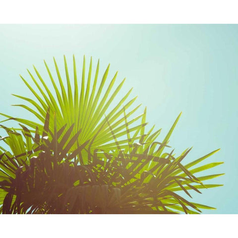 Sunny Palms I Black Modern Wood Framed Art Print by Quintero, Sonja