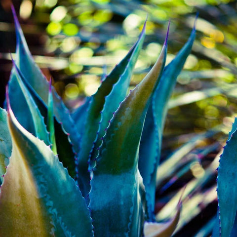 Succulent Vibes I Black Modern Wood Framed Art Print with Double Matting by Quintero, Sonja