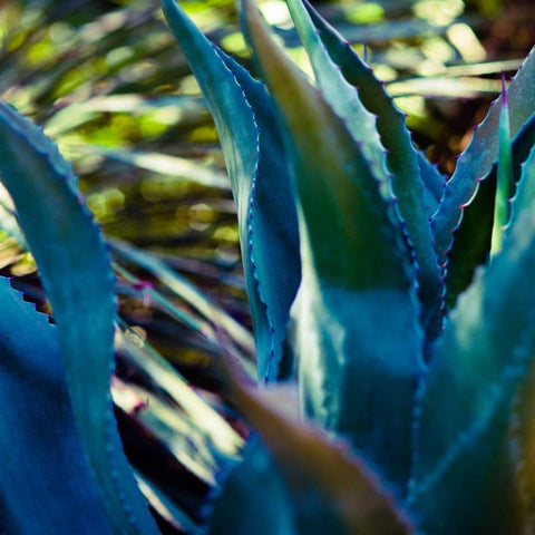 Succulent Vibes II Black Modern Wood Framed Art Print by Quintero, Sonja