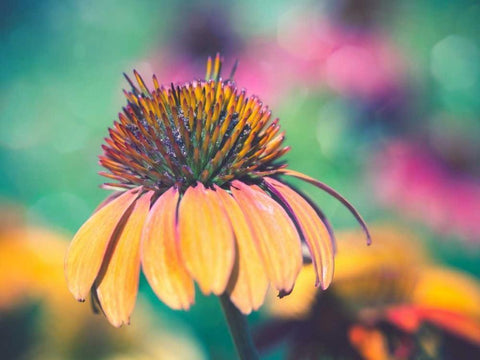 Mellow Yellows I Black Ornate Wood Framed Art Print with Double Matting by Quintero, Sonja