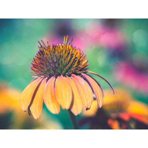 Mellow Yellows I Black Modern Wood Framed Art Print by Quintero, Sonja