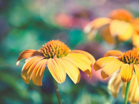 Mellow Yellows II White Modern Wood Framed Art Print with Double Matting by Quintero, Sonja