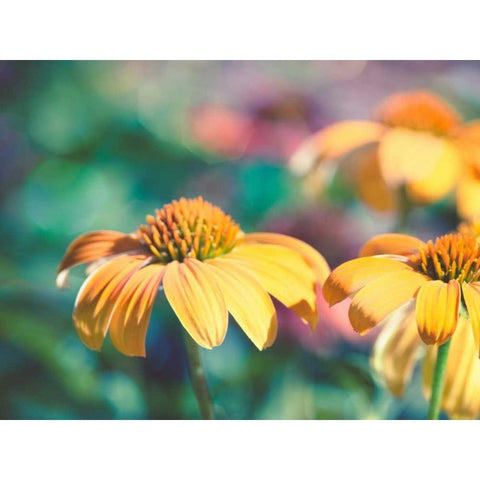 Mellow Yellows II Gold Ornate Wood Framed Art Print with Double Matting by Quintero, Sonja