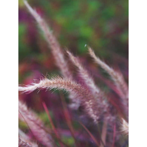 Purple Plumes I White Modern Wood Framed Art Print by Quintero, Sonja