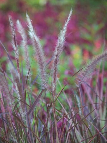 Purple Plumes II White Modern Wood Framed Art Print with Double Matting by Quintero, Sonja