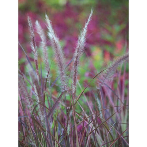 Purple Plumes II White Modern Wood Framed Art Print by Quintero, Sonja