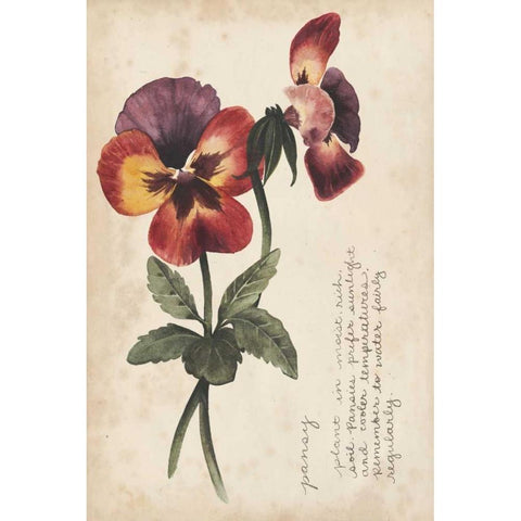 Garden Studies II White Modern Wood Framed Art Print by Popp, Grace