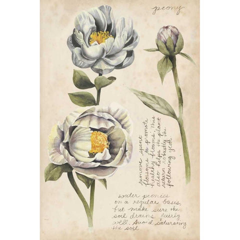 Garden Studies IV Black Modern Wood Framed Art Print with Double Matting by Popp, Grace