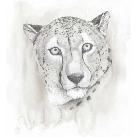 Big Cat Study I Black Modern Wood Framed Art Print with Double Matting by Popp, Grace