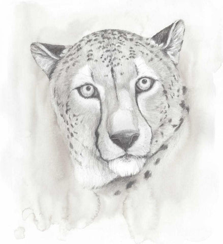 Big Cat Study I White Modern Wood Framed Art Print with Double Matting by Popp, Grace