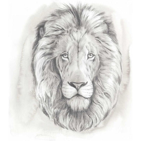 Big Cat Study III Black Modern Wood Framed Art Print by Popp, Grace