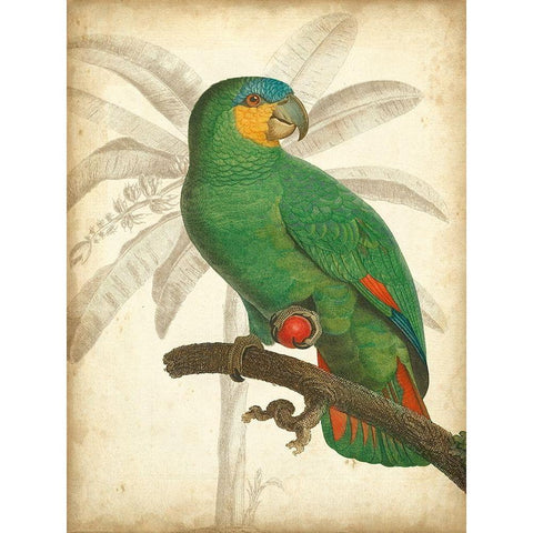 Custom Parrot and Palm I Gold Ornate Wood Framed Art Print with Double Matting by Vision Studio