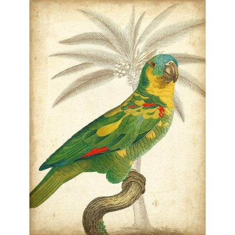 Custom Parrot and Palm II White Modern Wood Framed Art Print by Vision Studio