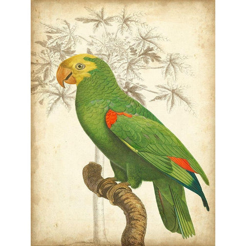 Custom Parrot and Palm III White Modern Wood Framed Art Print by Vision Studio