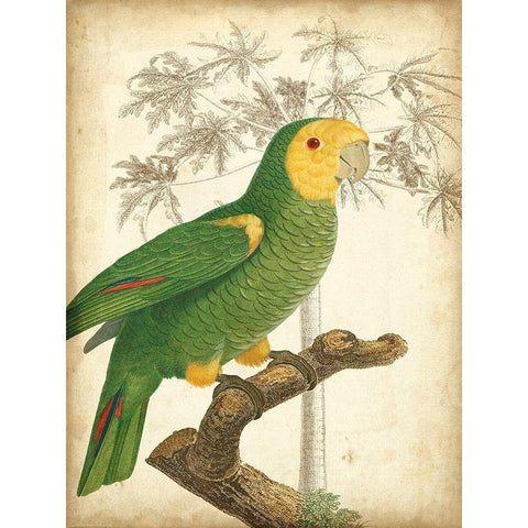 Custom Parrot and Palm IV Gold Ornate Wood Framed Art Print with Double Matting by Vision Studio