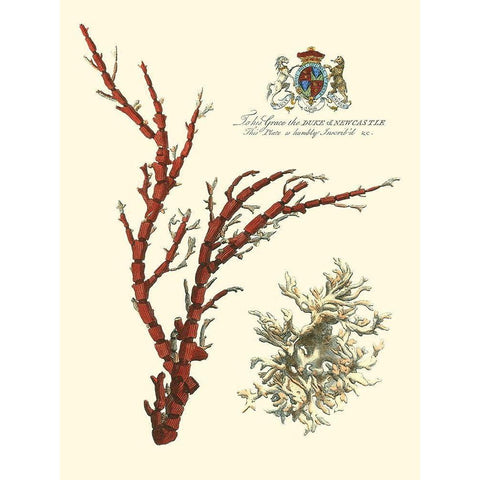 Custom Imperial Coral I Gold Ornate Wood Framed Art Print with Double Matting by Vision Studio