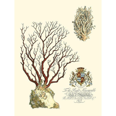 Custom Imperial Coral III White Modern Wood Framed Art Print by Vision Studio
