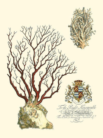 Custom Imperial Coral III Black Ornate Wood Framed Art Print with Double Matting by Vision Studio