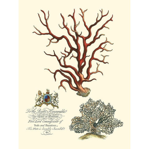 Custom Imperial Coral IV Gold Ornate Wood Framed Art Print with Double Matting by Vision Studio