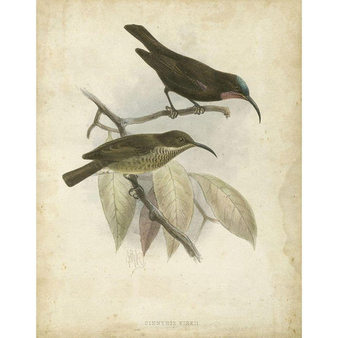 Custom Antique Gould Hummingbird I (ASH) Gold Ornate Wood Framed Art Print with Double Matting by Gould, John