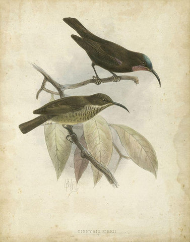 Custom Antique Gould Hummingbird I (ASH) White Modern Wood Framed Art Print with Double Matting by Gould, John