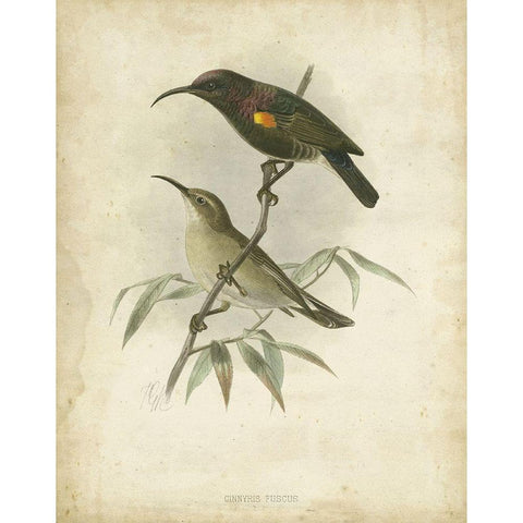 Custom Antique Gould Hummingbird II (ASH) White Modern Wood Framed Art Print by Gould, John
