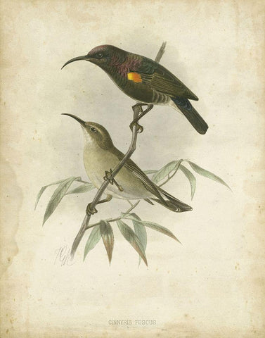 Custom Antique Gould Hummingbird II (ASH) White Modern Wood Framed Art Print with Double Matting by Gould, John