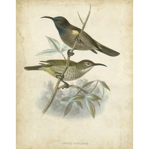 Custom Antique Gould Hummingbird IV (ASH) White Modern Wood Framed Art Print by Gould, John