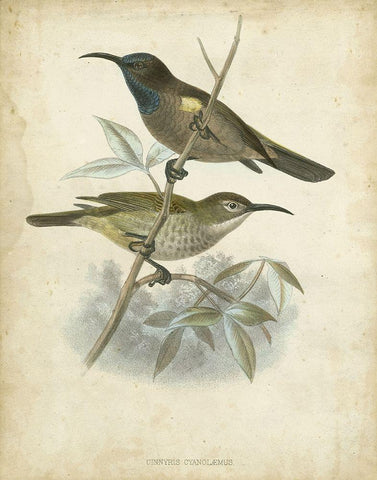 Custom Antique Gould Hummingbird IV (ASH) Black Ornate Wood Framed Art Print with Double Matting by Gould, John