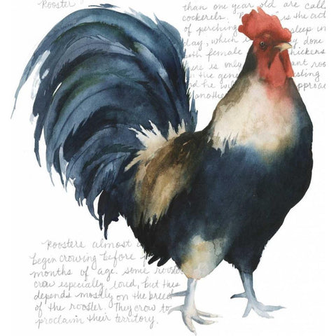 Roosters Crow I Black Modern Wood Framed Art Print by Popp, Grace