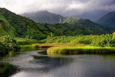 Coastal Marsh V Black Ornate Wood Framed Art Print with Double Matting by Head, Danny