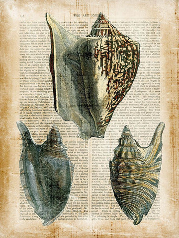 Small Antiquarian Seashells I White Modern Wood Framed Art Print with Double Matting by Vision Studio