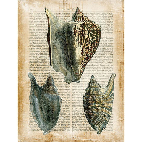 Small Antiquarian Seashells I Black Modern Wood Framed Art Print with Double Matting by Vision Studio