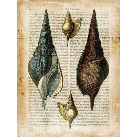 Small Antiquarian Seashells II Gold Ornate Wood Framed Art Print with Double Matting by Vision Studio