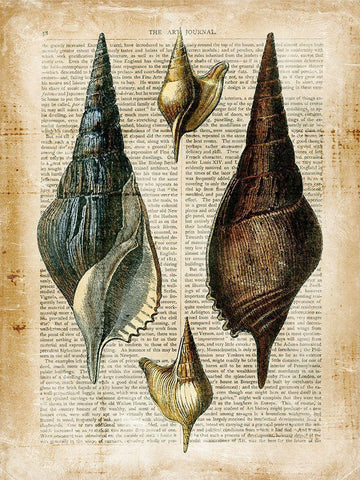 Small Antiquarian Seashells II Black Ornate Wood Framed Art Print with Double Matting by Vision Studio