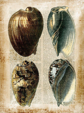 Small Antiquarian Seashells III White Modern Wood Framed Art Print with Double Matting by Vision Studio