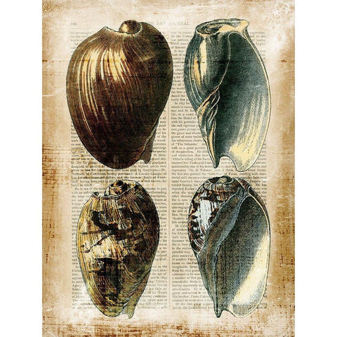 Small Antiquarian Seashells III Black Modern Wood Framed Art Print with Double Matting by Vision Studio