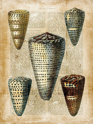 Small Antiquarian Seashells IV White Modern Wood Framed Art Print with Double Matting by Vision Studio