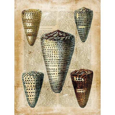 Small Antiquarian Seashells IV Black Modern Wood Framed Art Print with Double Matting by Vision Studio