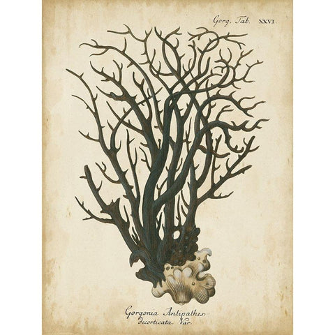 Small Esper Antique Coral I Black Modern Wood Framed Art Print with Double Matting by Esper, Johann