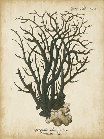 Small Esper Antique Coral I White Modern Wood Framed Art Print with Double Matting by Esper, Johann