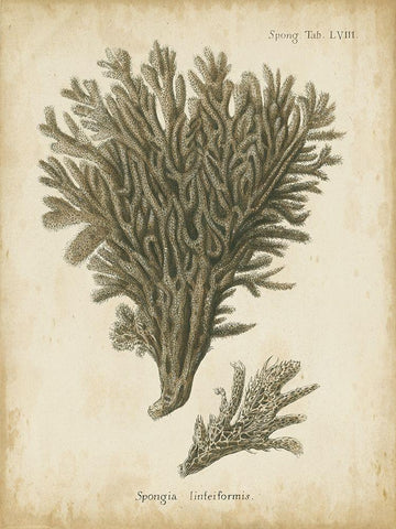 Small Esper Antique Coral III Black Ornate Wood Framed Art Print with Double Matting by Esper, Johann